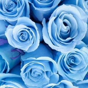 Meet your Posher, Tierra